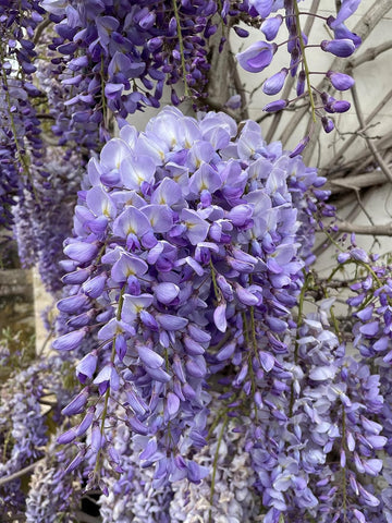 Wisteria vine blume samen for anpflanzung - hardy variety, heirloom & gmo free samen for home garten
 
 sale samen for home garten