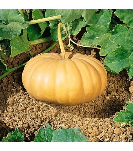 Semi di zucca Amish Pie per una semina facile