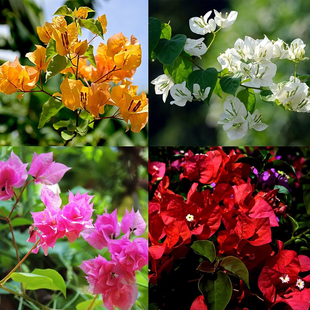 mehrfarbig Drillingsblume Blumensamen zur Aussaat robust Sorte Traditionssorte & ohne Gentechnik Samen Hausgarten