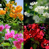 mehrfarbig Drillingsblume Blumensamen zur Aussaat robust Sorte Traditionssorte & ohne Gentechnik Samen Hausgarten