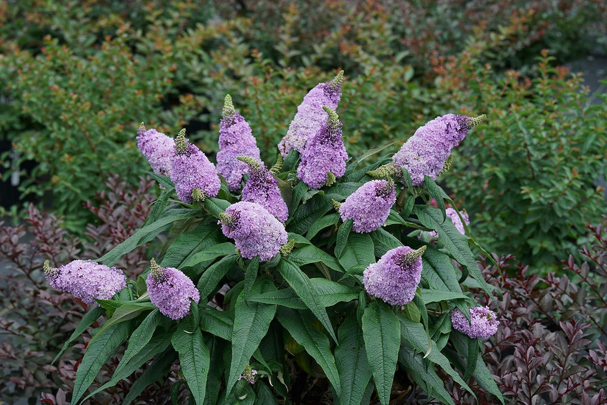 Bush buddleia blume samen for anpflanzung - shade tolerant, heirloom & gmo free samen for home garten
 
 sale samen for anpflanzung in home garten