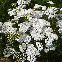 Achillea love yarrow blume samen for beautiful blooms