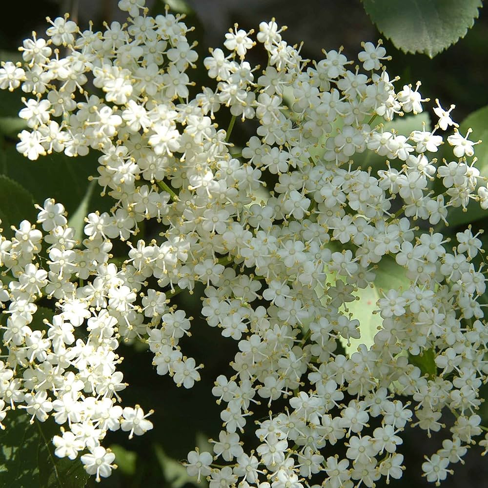 elderberry samen improved cultivar mix sambucus nigra