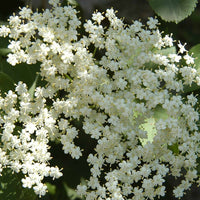 elderberry samen improved cultivar mix sambucus nigra