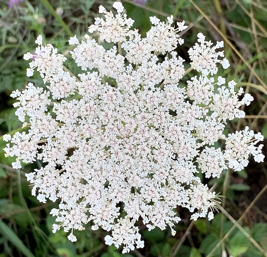 Queen Anne's Lace Daucus carota Blumensamen zur Aussaat Blume Beet und Garten