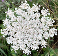Queen Anne's Lace Daucus carota Blumensamen zur Aussaat Blume Beet und Garten