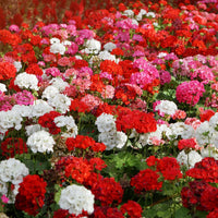 Mixed geranium blume samen colorful variety
