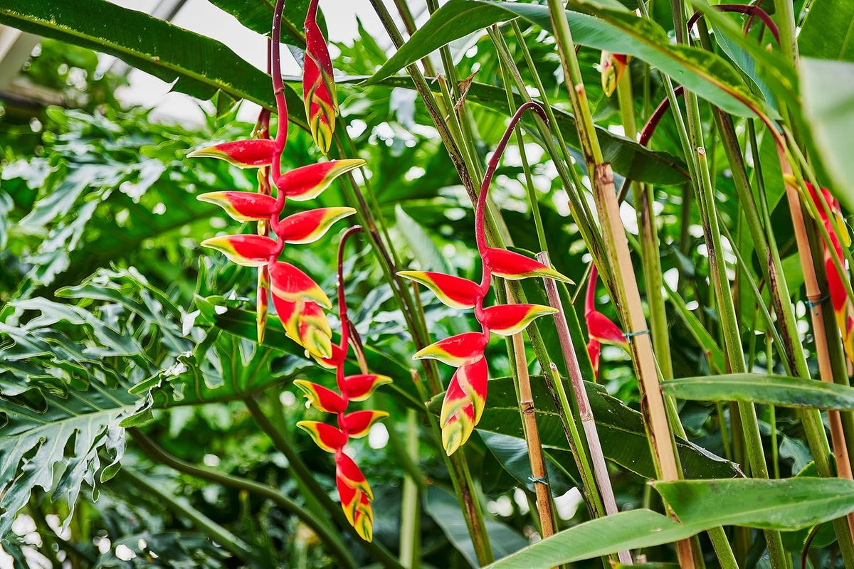Heliconia rostrata blume samen for anpflanzung - low maintenance, heirloom & gmo free samen for home garten
 
 sale samen for home garten