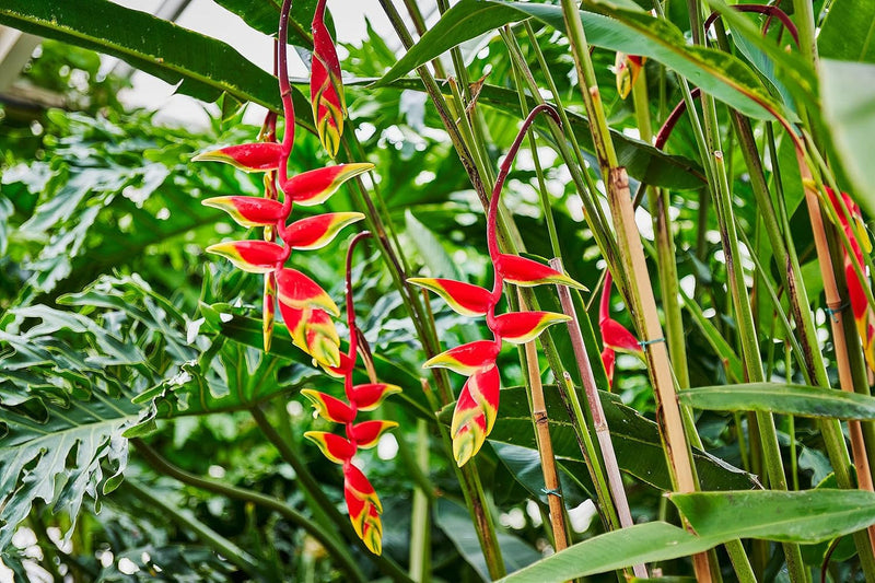 Heliconia rostrata blume samen for anpflanzung - low maintenance, heirloom & gmo free samen for home garten
 
 sale samen for home garten