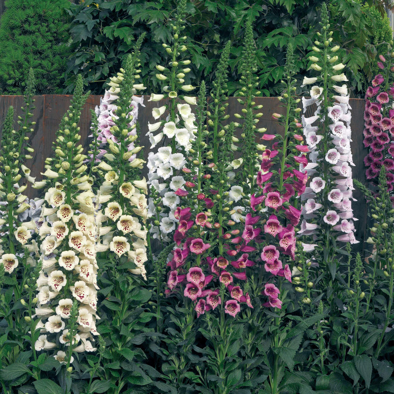 Foxglove digitalis purpurea for anpflanzung in blume bed