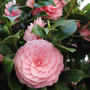 Kamelie Blumensamen zur Aussaat lang Blüte Saison Traditionssorte & ohne Gentechnik Samen Hausgarten