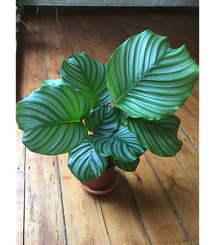 Futaba Calathea Foliage Blumensamen zur Aussaat – hochwertige Qualitäts- Traditionssorte & ohne Gentechnik Samen Hausgarten