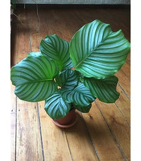 Futaba Calathea Foliage Blumensamen zur Aussaat – hochwertige Qualitäts- Traditionssorte & ohne Gentechnik Samen Hausgarten
