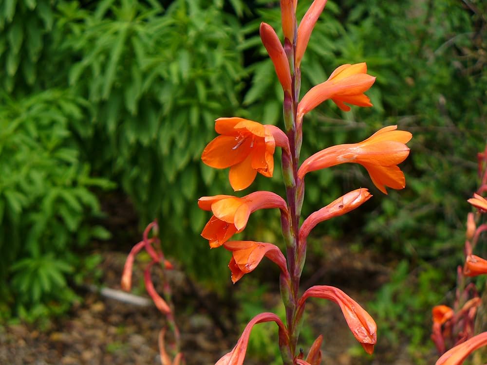 Watsonie Watsonia Pflanze Blumensamen
