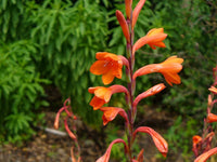 Watsonie Watsonia Pflanze Blumensamen
