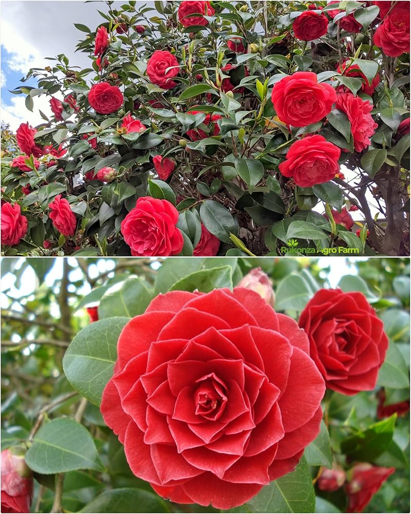 Kamelie Blumensamen zur Aussaat leuchtend Blüten Traditionssorte & ohne Gentechnik Samen Hausgarten