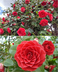 Kamelie Blumensamen zur Aussaat leuchtend Blüten Traditionssorte & ohne Gentechnik Samen Hausgarten