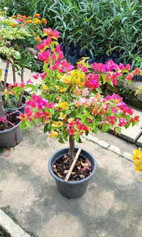 Garofano Blumen Pflanzen Bougainvillea-Bonsai Blumen Pot Balcony mehrjährig Gartenblumen