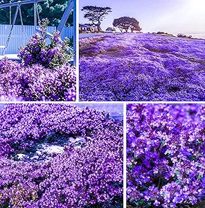 Creeping thyme thymus serpyllum for anpflanzung in herb garten