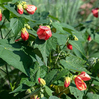 Rot abutilon striatum blume samen for anpflanzung - cut blume favorite, heirloom & gmo free samen for home garten
 
 sale for anpflanzung in home garten