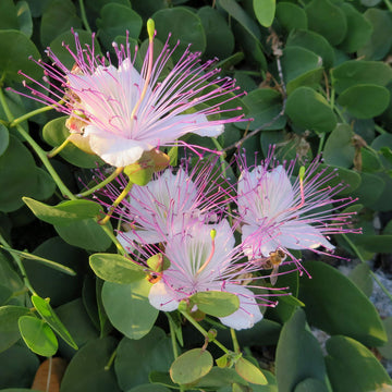 Caper blume samen for anpflanzung - premium quality, heirloom & gmo free samen for home garten
 
 sale for anpflanzung in home garten.