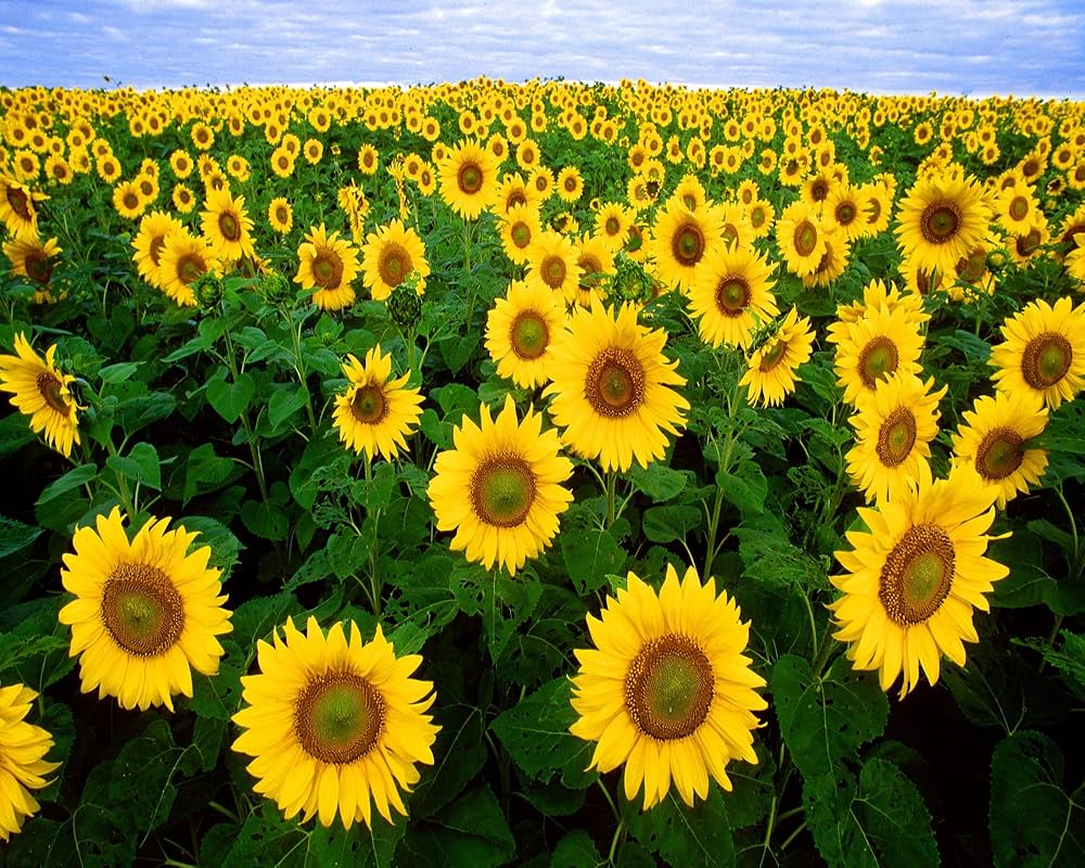 Sunflower samen for anpflanzung - bright gelb variety blume