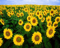 Sunflower samen for anpflanzung - bright gelb variety blume
