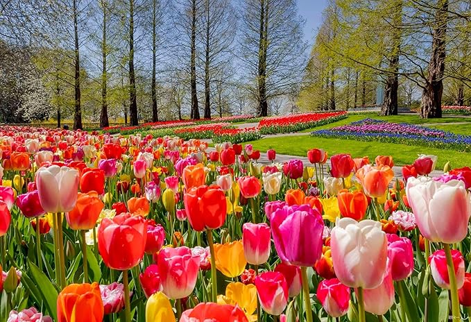 gefüllt Tulpe Samen – selten Blumensamen – mehrjährig Bonsai Pflanze – Gift Hausgarten