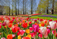 gefüllt Tulpe Samen – selten Blumensamen – mehrjährig Bonsai Pflanze – Gift Hausgarten