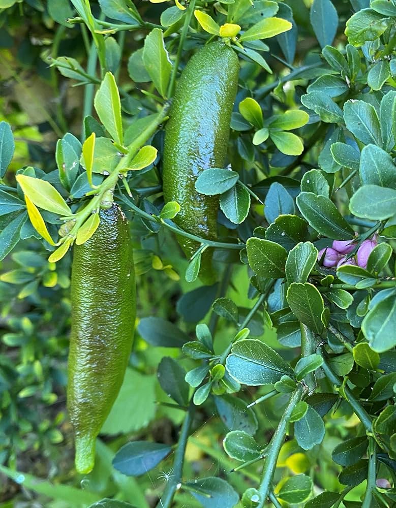 Citrus australasica Samen für einfaches Anpflanzen