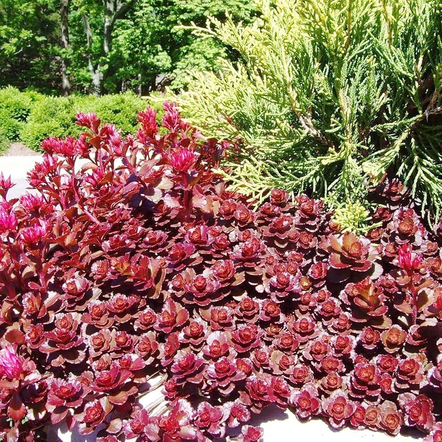 Sedum Voodoo Succulent Blumensamen zur Aussaat