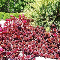 Sedum Voodoo Succulent Blumensamen zur Aussaat
