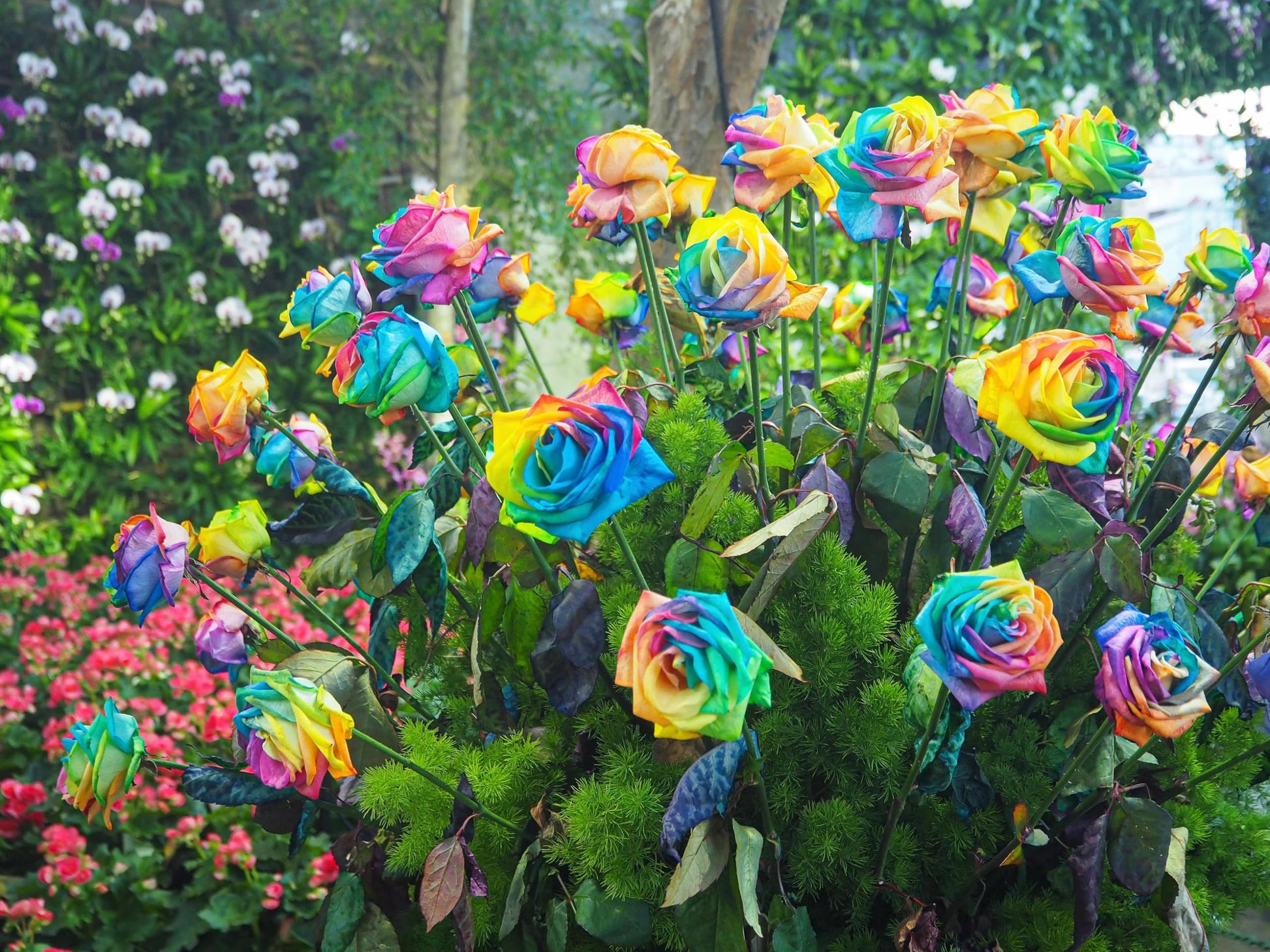 Rare holland rainbow rose multicolor blume samen