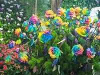 Rare holland rainbow rose multicolor blume samen