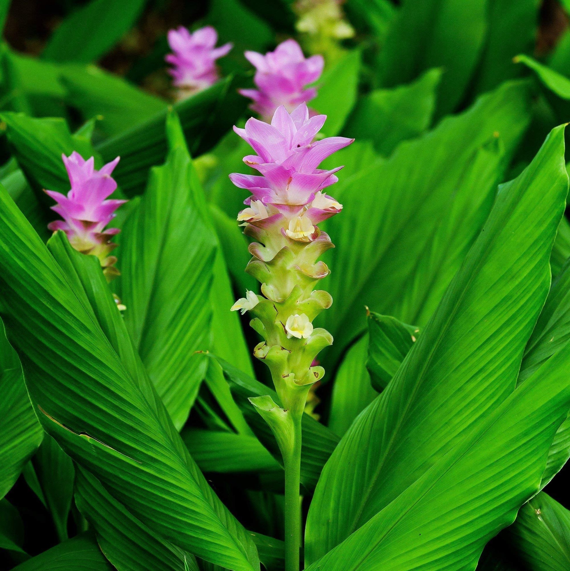 Rare rhizoma curcuma blume samen
