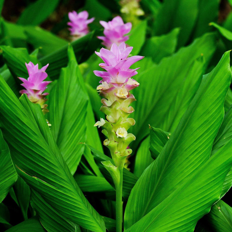 Rare rhizoma curcuma blume samen