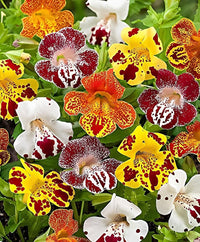 Gemischt Mimulus Samen zur Aussaat – Garten beliebt – Traditionssorte & ohne Gentechnik Samen Hausgarten