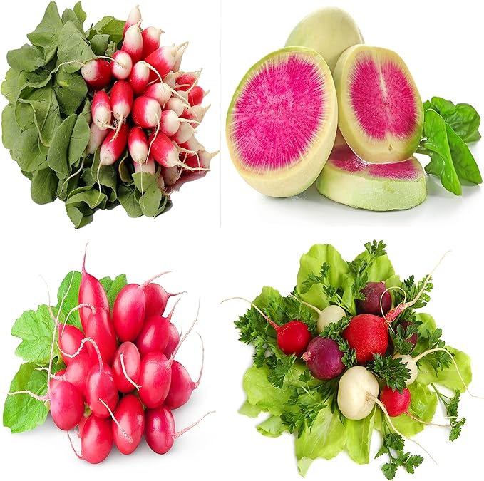 Easter egg radish samen - colorful aussaat für vibrant harvests gemüse samen