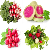 Easter egg radish samen - colorful aussaat für vibrant harvests gemüse samen