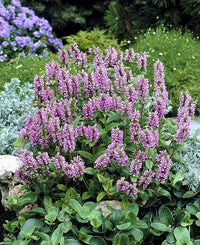 Catmint Blau Blumensamen zur Aussaat