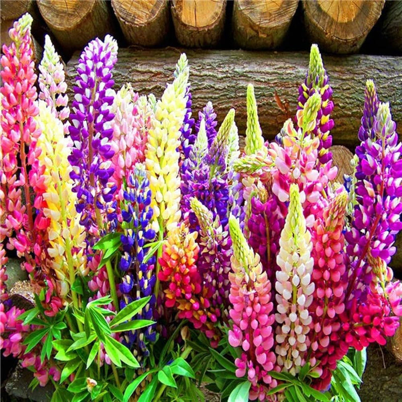 Russell Lupine Blumensamen zur Aussaat – ideal Rabatten – Traditionssorte & ohne Gentechnik Samen Hausgarten