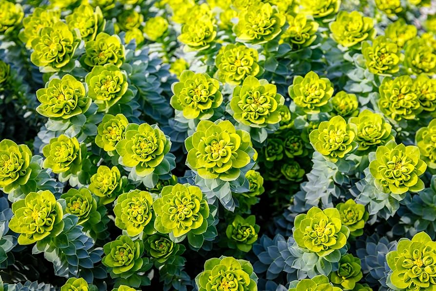 Grün Euphorbia Myrsinites Blumensamen zur Aussaat – Schnitt Blume beliebt – Traditionssorte & ohne Gentechnik Samen Hausgarten