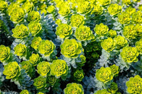 Grün Euphorbia Myrsinites Blumensamen zur Aussaat – Schnitt Blume beliebt – Traditionssorte & ohne Gentechnik Samen Hausgarten