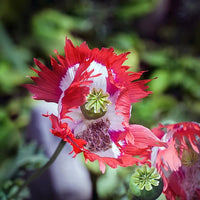 Danish Flag Poppy Samen Rot & Weiß Blumen