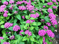 Traditionssorte Pentas Lanceolata Blumensamen zur Aussaat lang Blüte Saison Traditionssorte & ohne Gentechnik Samen Hausgarten