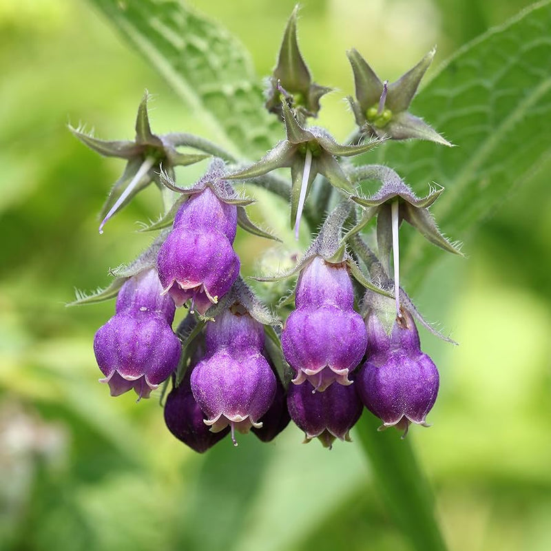 Lila symphytum blume samen for anpflanzung - colorful display, heirloom & gmo free samen for home garten
 
 sale samen for anpflanzung in home garten