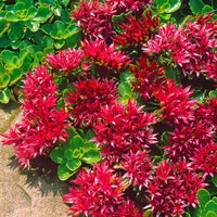 Sedum (sedum ground) samen for anpflanzung in home garten
