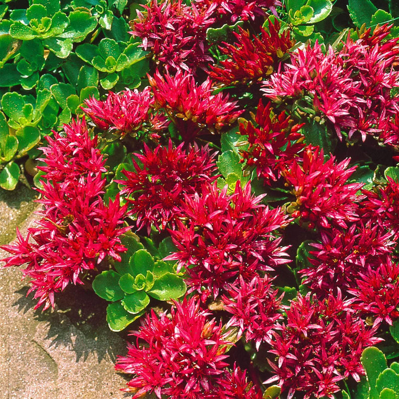 Sedum (sedum ground) samen for anpflanzung in home garten