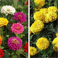 Lila Gelb Zinnie Blumensamen zur Aussaat lang Blüte Saison Traditionssorte & ohne Gentechnik Samen Hausgarten