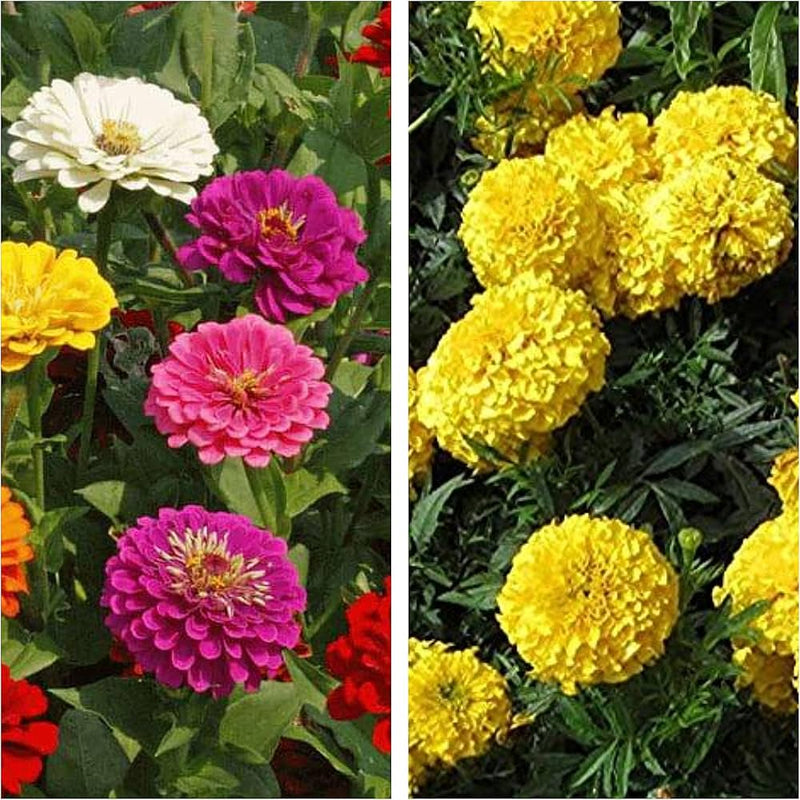 Lila Gelb Zinnie Blumensamen zur Aussaat lang Blüte Saison Traditionssorte & ohne Gentechnik Samen Hausgarten